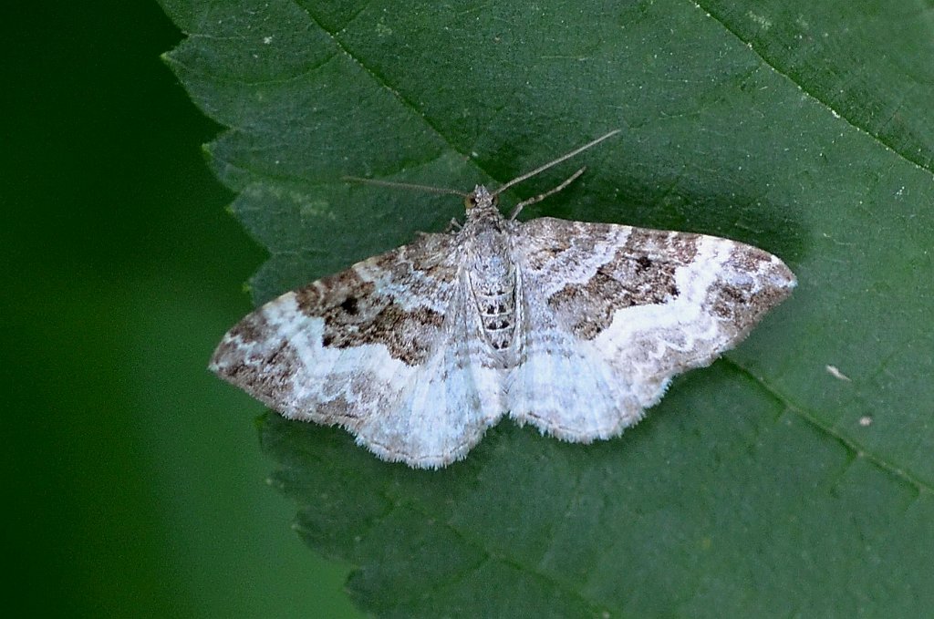 084 2012-06164113 Wachusett Meadow, MA.JPG - White-banded Toother Carpet Moth (Epirrhoe alternata). Wachusett Meadow Wildlife Sanctuary, Princeton, MA, 6-16-2012